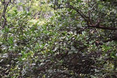 Atalantia monophylla